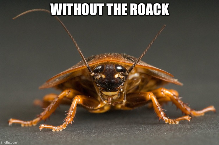 Cockroach | WITHOUT THE ROACK | image tagged in cockroach | made w/ Imgflip meme maker