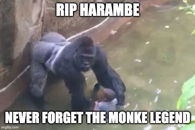 Last Moments of HARAMBE | RIP HARAMBE NEVER FORGET THE MONKE LEGEND | image tagged in last moments of harambe | made w/ Imgflip meme maker