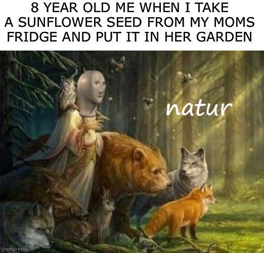 I've done this with pumpkins before | 8 YEAR OLD ME WHEN I TAKE A SUNFLOWER SEED FROM MY MOMS FRIDGE AND PUT IT IN HER GARDEN | image tagged in meme man natur,mom,nature,sunflower,sussy,why are you reading this | made w/ Imgflip meme maker