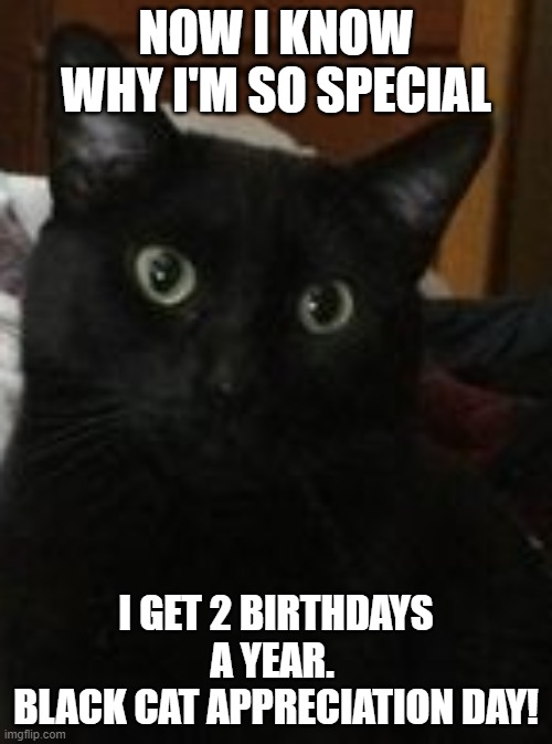 Black Cat Appreciation | NOW I KNOW WHY I'M SO SPECIAL; I GET 2 BIRTHDAYS A YEAR. 
BLACK CAT APPRECIATION DAY! | image tagged in black cat | made w/ Imgflip meme maker