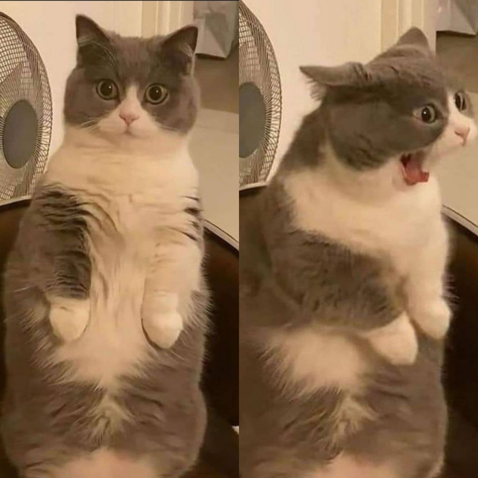 Cat screaming Blank Meme Template