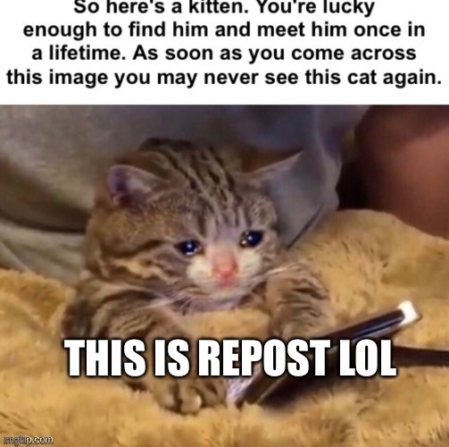 repoooost | image tagged in repost,cat,cute cat | made w/ Imgflip meme maker