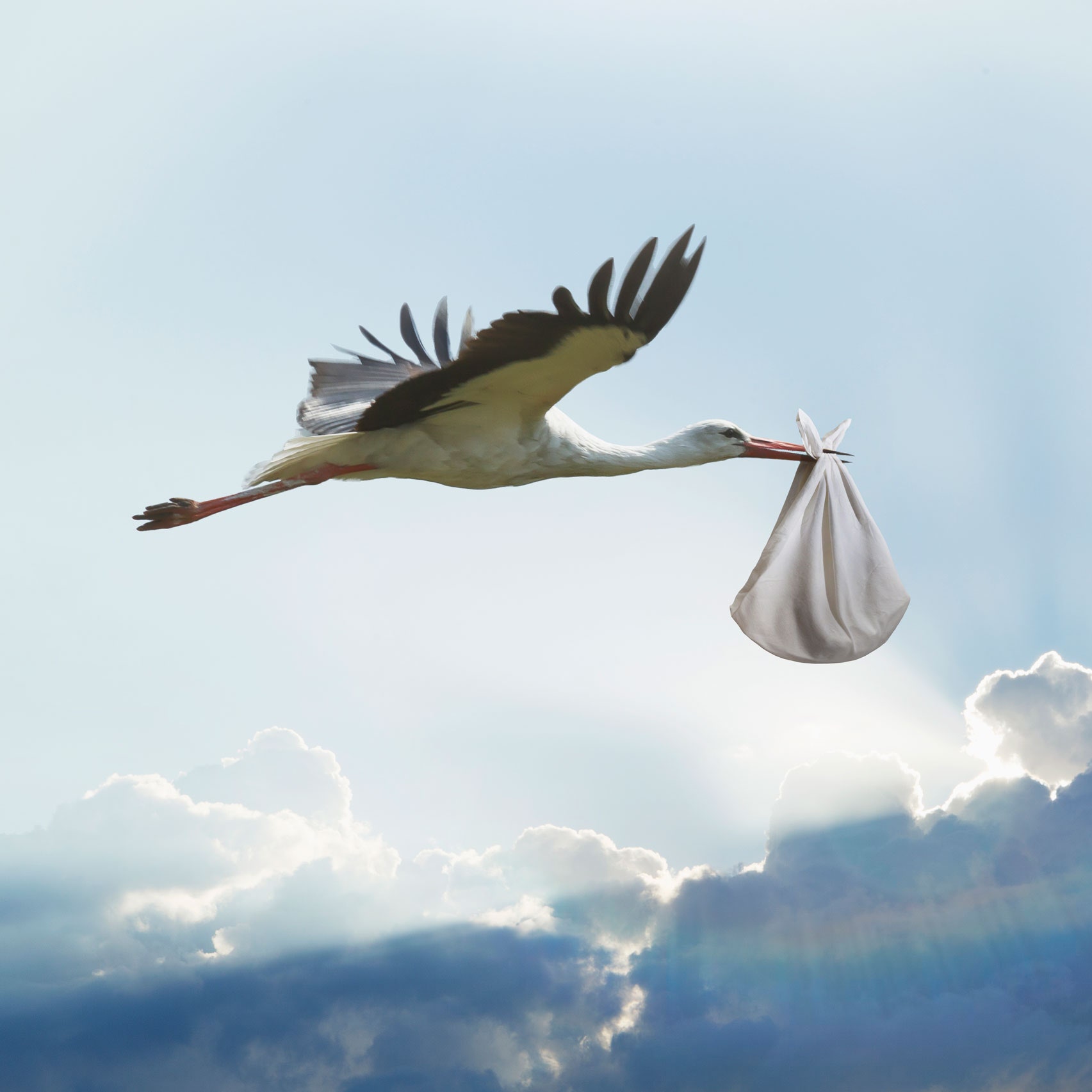 High Quality Stork Blank Meme Template