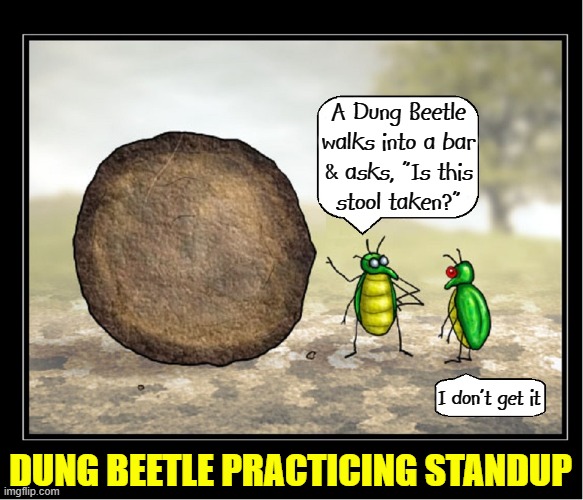 Doody Yowser, Dung Beetle Comic | A Dung Beetle
walks into a bar
& asks, "Is this
stool taken?"; I don't get it; DUNG BEETLE PRACTICING STANDUP | image tagged in vince vance,dung,beetles,standup,comics,memes | made w/ Imgflip meme maker