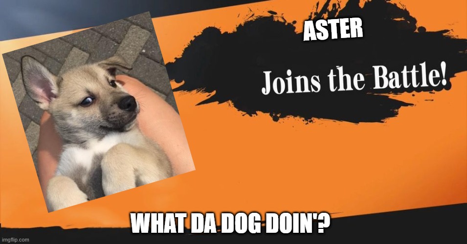 Smash Bros. | ASTER; WHAT DA DOG DOIN'? | image tagged in smash bros | made w/ Imgflip meme maker