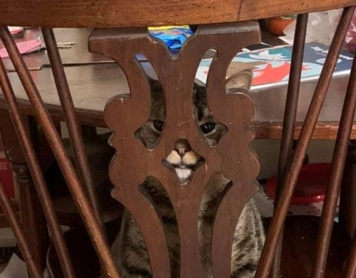 sneaky cat Blank Meme Template