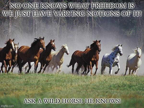 horse | NO ONE KNOWS WHAT FREEDOM IS WE JUST HAVE VARYING NOTIONS OF IT! ASK A WILD HORSE HE KNOWS! | image tagged in horse | made w/ Imgflip meme maker