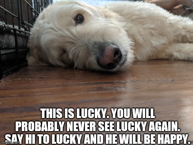 Say hi to lucky | THIS IS LUCKY. YOU WILL PROBABLY NEVER SEE LUCKY AGAIN. SAY HI TO LUCKY AND HE WILL BE HAPPY. | image tagged in doggo | made w/ Imgflip meme maker