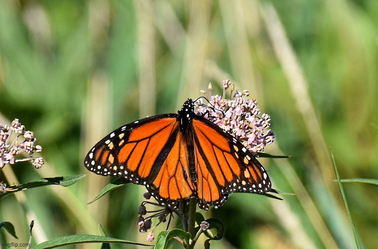 monarch butterfly | image tagged in monarch,buterfly | made w/ Imgflip meme maker