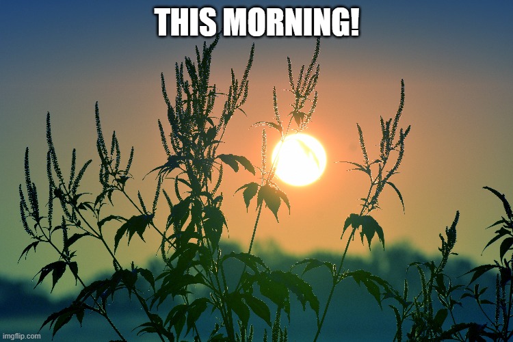 sunrise | THIS MORNING! | image tagged in morning,sunrise,kewlew | made w/ Imgflip meme maker