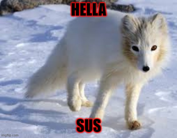 HELLA SUS | HELLA; SUS | image tagged in antarctica | made w/ Imgflip meme maker