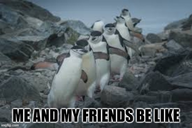 PENGUINS | ME AND MY FRIENDS BE LIKE | image tagged in antarctica | made w/ Imgflip meme maker