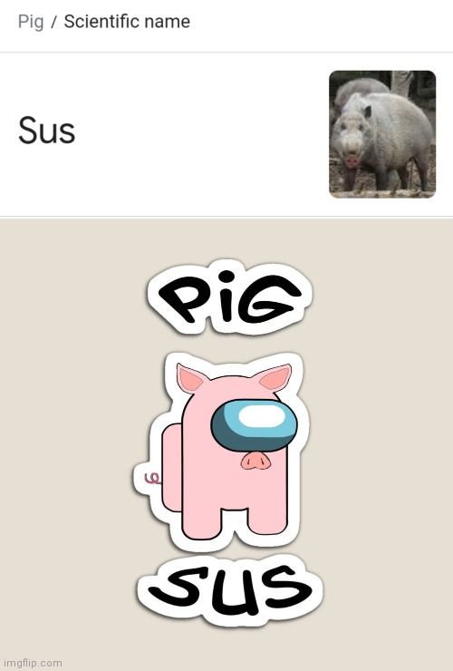 When Pigs Are Sus | image tagged in pig,among us,sus | made w/ Imgflip meme maker