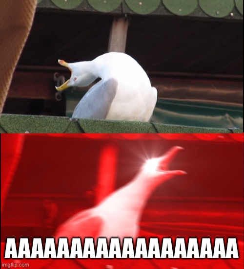 Screaming bird | AAAAAAAAAAAAAAAAAA | image tagged in screaming bird | made w/ Imgflip meme maker
