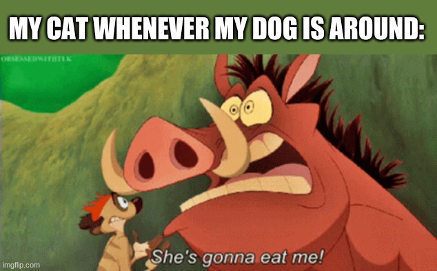 Poor kitty | MY CAT WHENEVER MY DOG IS AROUND: | image tagged in lion king,eating,scared,scared cat,cat,meme | made w/ Imgflip meme maker