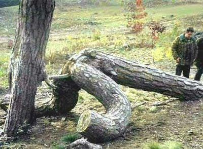 image tagged in funny,nature
