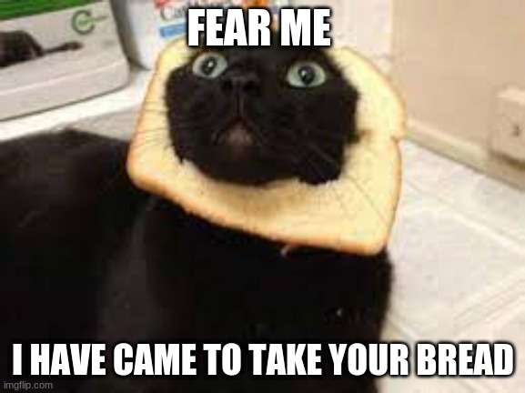 FEAR ME; I HAVE CAME TO TAKE YOUR BREAD | image tagged in cat,bread | made w/ Imgflip meme maker