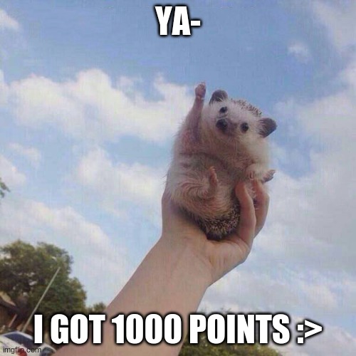 e | YA-; I GOT 1000 POINTS :> | image tagged in lets go | made w/ Imgflip meme maker