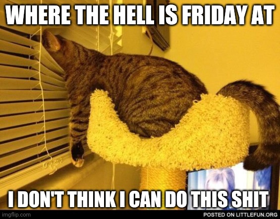 Honestly I don't think I can do this shit at all | WHERE THE HELL IS FRIDAY AT; I DON'T THINK I CAN DO THIS SHIT | image tagged in impatient cat,memes,friday | made w/ Imgflip meme maker