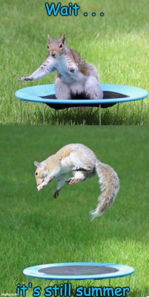 Get out there and jump around | Wait . . . it's still summer | image tagged in summer,squirrel,cute,rodent,trampoline | made w/ Imgflip meme maker