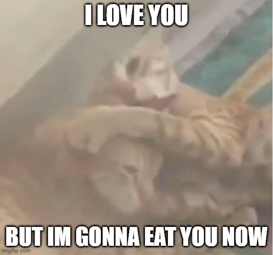 new template | I LOVE YOU; BUT IM GONNA EAT YOU NOW | image tagged in cat,cats,memes,new template | made w/ Imgflip meme maker