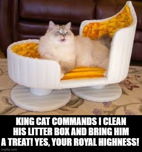 King Cat Commands! | image tagged in cats | made w/ Imgflip meme maker