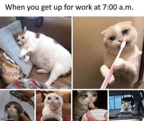 image tagged in cats,sad,mondays | made w/ Imgflip meme maker