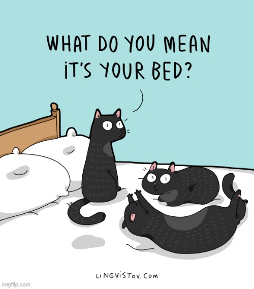 A Cat's Way Of Thinking | image tagged in memes,comics,cats,what do you mean,your,bed | made w/ Imgflip meme maker