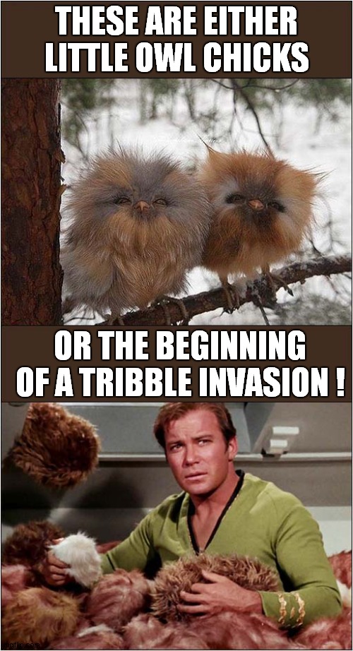 The Trouble With Tribbles ! | THESE ARE EITHER LITTLE OWL CHICKS; OR THE BEGINNING OF A TRIBBLE INVASION ! | image tagged in fun,owls,owlets,tribbles,star trek | made w/ Imgflip meme maker