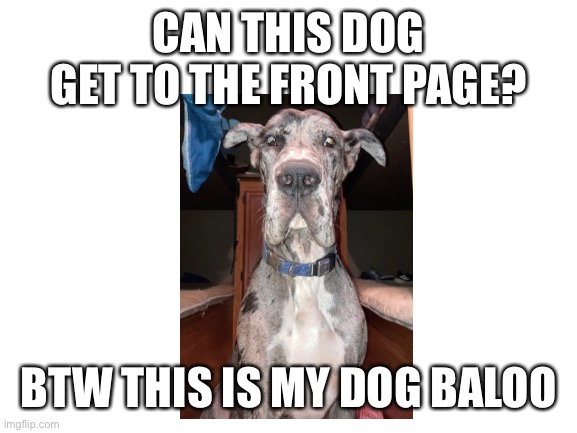 Can he? | CAN THIS DOG GET TO THE FRONT PAGE? BTW THIS IS MY DOG BALOO | image tagged in blank white template,doggo,great dane | made w/ Imgflip meme maker