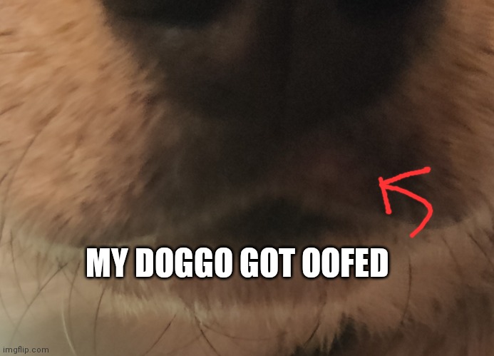 MY DOGGO GOT OOFED | made w/ Imgflip meme maker