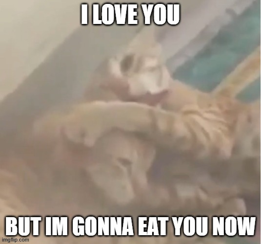 they love eating each other | image tagged in cat,cats | made w/ Imgflip meme maker