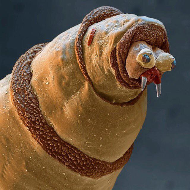 Bluebottle maggot under an electron microscope Blank Meme Template