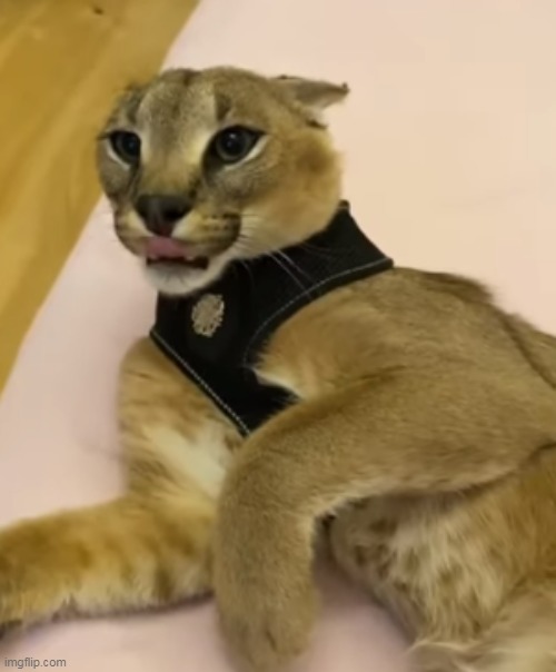 floper | made w/ Imgflip meme maker