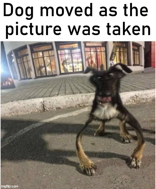 Dog moved as the 
picture was taken | image tagged in dogs | made w/ Imgflip meme maker