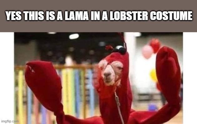 lama in a lobster costume | YES THIS IS A LAMA IN A LOBSTER COSTUME | image tagged in lobster,lama | made w/ Imgflip meme maker