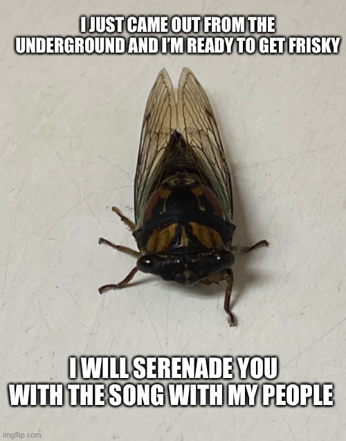 Song of my people | I JUST CAME OUT FROM THE UNDERGROUND AND I’M READY TO GET FRISKY; I WILL SERENADE YOU WITH THE SONG WITH MY PEOPLE | image tagged in cicada,song | made w/ Imgflip meme maker