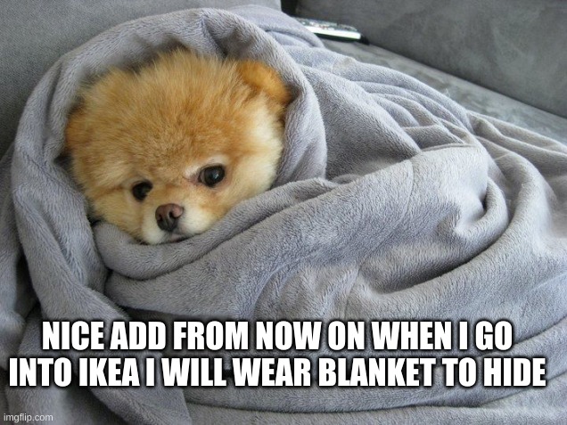 Bundled up Doggo | NICE ADD FROM NOW ON WHEN I GO INTO IKEA I WILL WEAR BLANKET TO HIDE | image tagged in bundled up doggo | made w/ Imgflip meme maker
