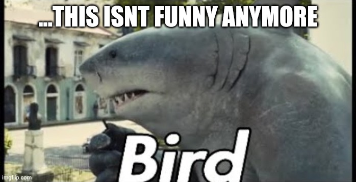 King shark bird | ...THIS ISNT FUNNY ANYMORE | image tagged in king shark bird | made w/ Imgflip meme maker