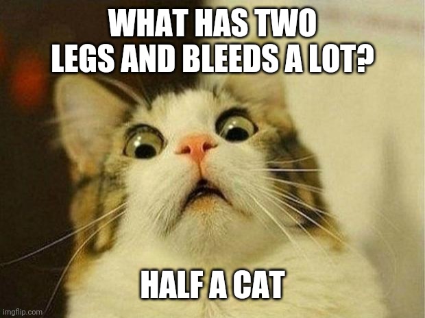 Ewww | WHAT HAS TWO LEGS AND BLEEDS A LOT? HALF A CAT | image tagged in scared cat,ewwww,wtf,dark humor,funny,oof | made w/ Imgflip meme maker