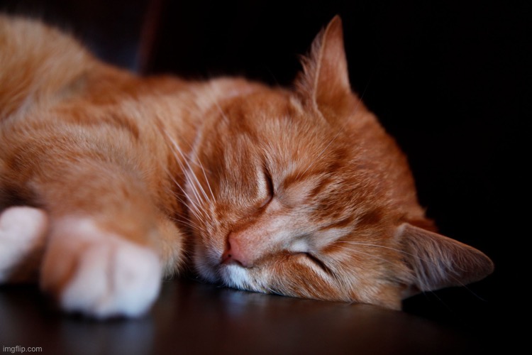 You do not get the joke | image tagged in ginger tabby cat | made w/ Imgflip meme maker