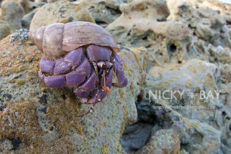 HERMIT PURPLE- | made w/ Imgflip meme maker