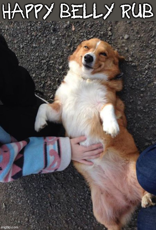 HAPPY BELLY RUB | image tagged in dogs | made w/ Imgflip meme maker