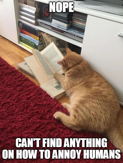 NOPE; CAN'T FIND ANYTHING ON HOW TO ANNOY HUMANS | image tagged in meme,memes,cat,cats,Catmemes | made w/ Imgflip meme maker