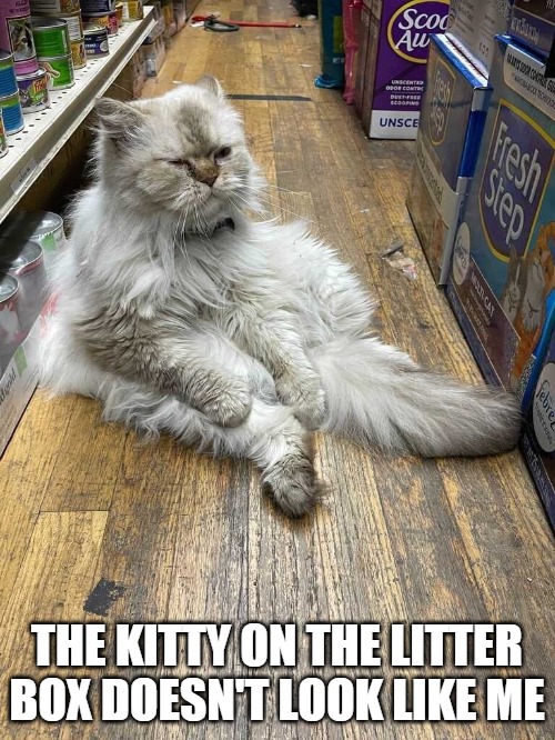 THE KITTY ON THE LITTER BOX DOESN'T LOOK LIKE ME | image tagged in meme,memes,cat,cats,Catmemes | made w/ Imgflip meme maker