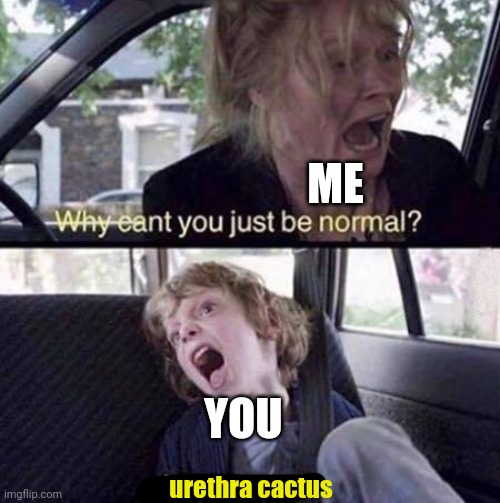 Why Can't You Just Be Normal | ME YOU urethra cactus | image tagged in why can't you just be normal | made w/ Imgflip meme maker