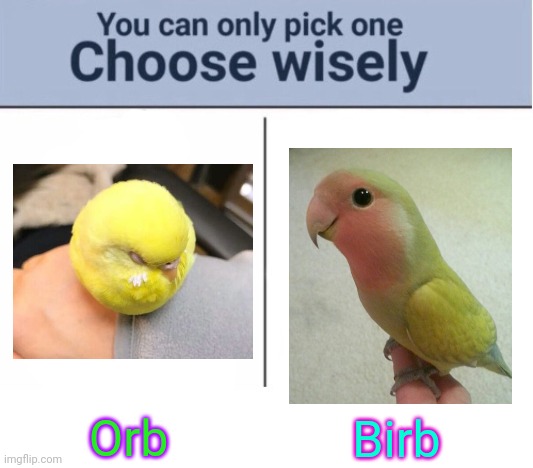 Choose wisely | Orb; Birb | image tagged in choose wisely,cute | made w/ Imgflip meme maker