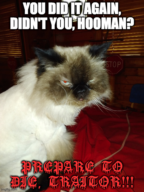 King Violence | YOU DID IT AGAIN, DIDN'T YOU, HOOMAN? PREPARE TO DIE, TRAITOR!!! | image tagged in cat,lion cut | made w/ Imgflip meme maker