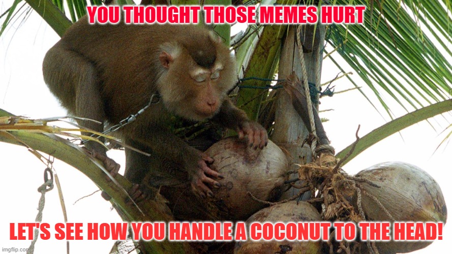 Nasty meme | YOU THOUGHT THOSE MEMES HURT; LET'S SEE HOW YOU HANDLE A COCONUT TO THE HEAD! | image tagged in revenge,monkey,hurt feelings,pain,headshot | made w/ Imgflip meme maker