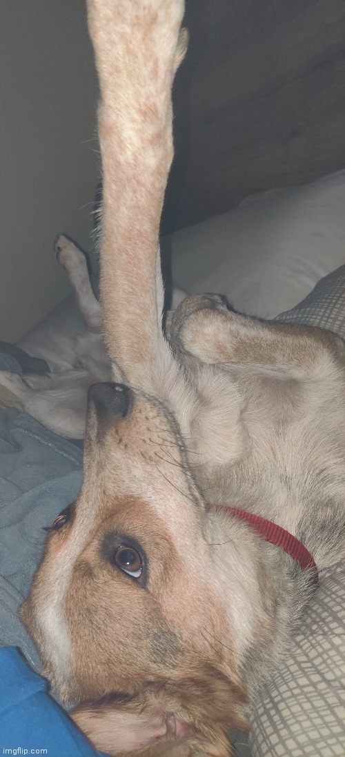 Does anyone else's dog sit like this | made w/ Imgflip meme maker